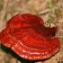 Regina plantelor: Ganoderma Lucidum